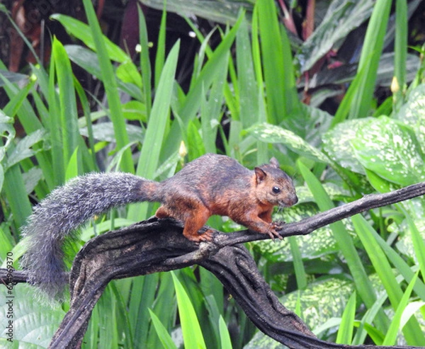 Fototapeta squirrel on a tree
