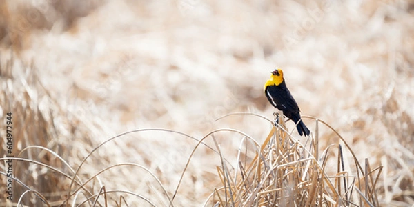 Fototapeta Yellow-headed Blackbird on reeds at the edge of a marsh