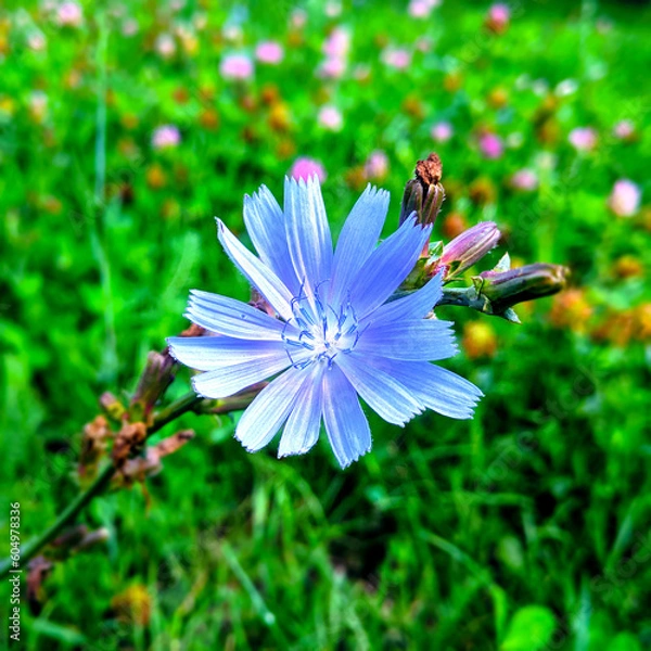 Obraz Chicory flower on a background of green grass close-up blurred background