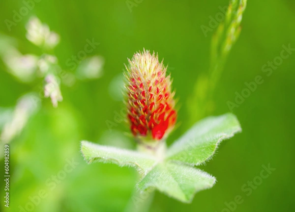 Fototapeta close up of a red flower