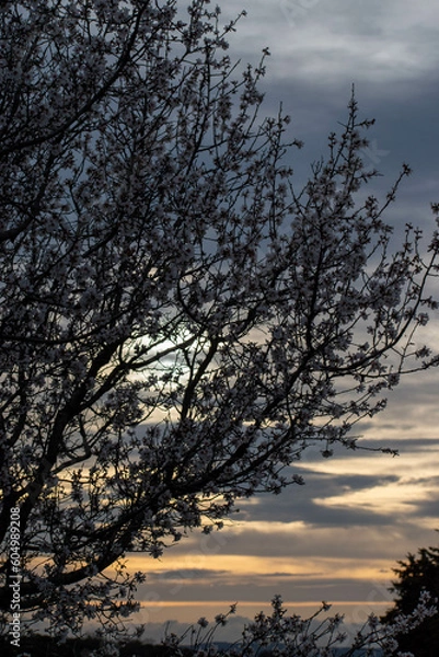 Fototapeta animaux divers