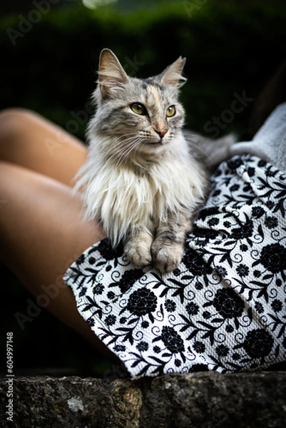 Obraz Gato en piernas