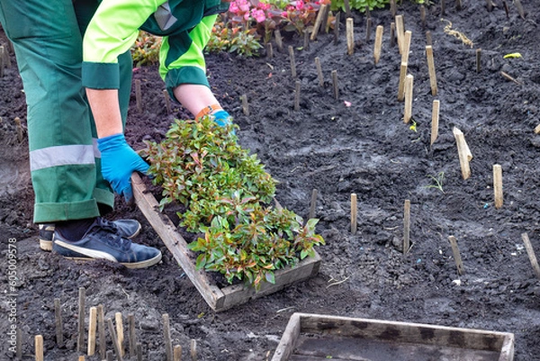 Obraz A gardener is planting a flower bed on black soil marked with wooden sticks.