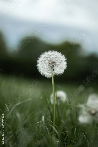 Obraz Dandelion