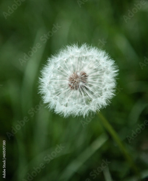 Obraz Dandelion