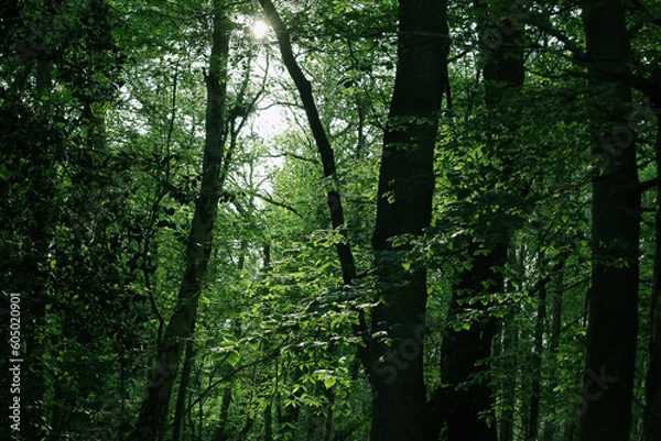 Obraz Evening Forest