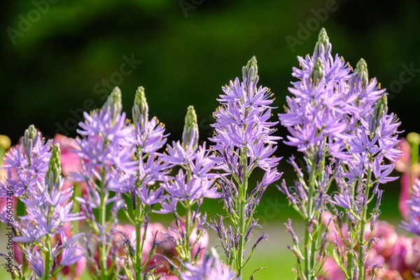 Fototapeta Camassia leichtinii closeup, beautiful blooming camassia or wild hyacinth in the garden in spring.
