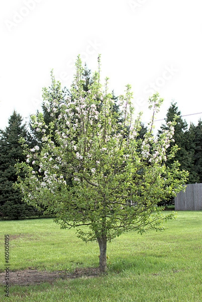 Obraz A ten year old apple tree started from a seed from a store bought apple. In a back yard, suburban Chicago, Illinois, USA.
