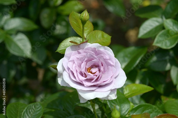 Fototapeta ブルー・バユー　バラの花