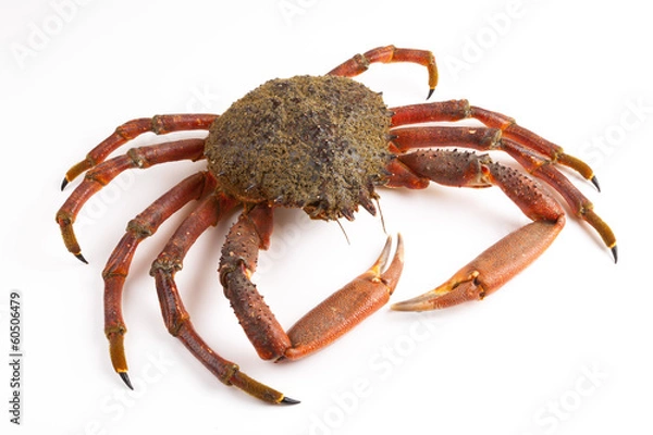 Obraz crab