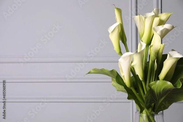 Fototapeta Beautiful calla lily flowers in vase on light background, space for text