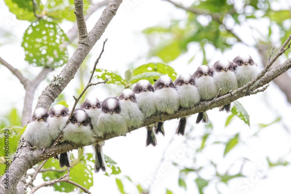 Obraz 一列に並んだシマエナガのひなシマエナガだんご