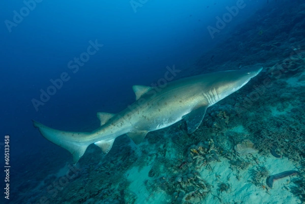 Fototapeta 小笠原　シロワニ