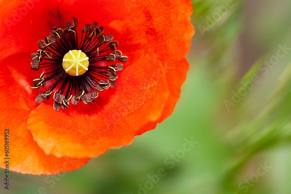 Obraz 세상 아름다운 양귀비