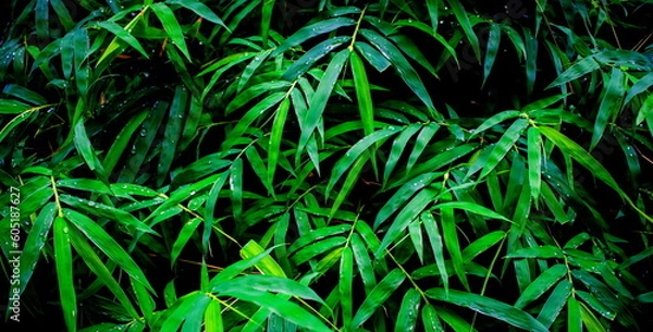 Fototapeta Fresh bamboo green leaves background pattern as bamboo verdant leafs textured for green natural wallpaper and backdrop