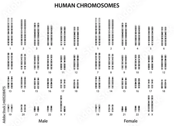 Fototapeta Human chromosomes (human normal karyotype).