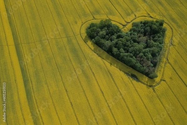 Fototapeta Heart shape in a rapeseed field seen from a drone