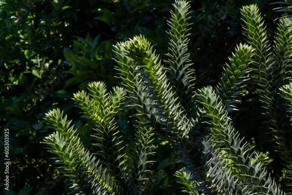 Fototapeta Branches of Araucaria araucana tree with needle-like leaves