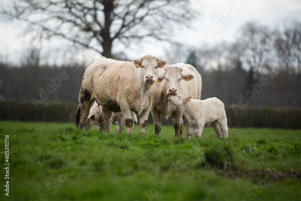 Obraz Vaches charolaises