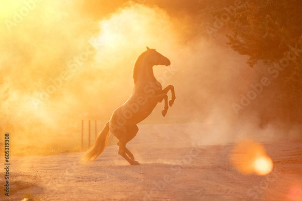 Obraz horse in the desert