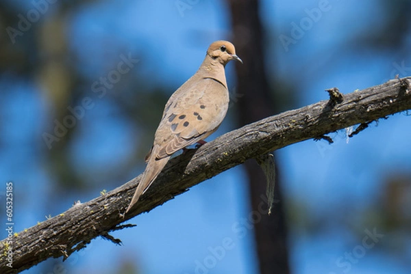 Obraz Mourning Dove