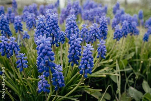 Fototapeta Macro shot of tender blooming lupins in the meadow. Spring blue wildflowers in the green grass with dew on petals