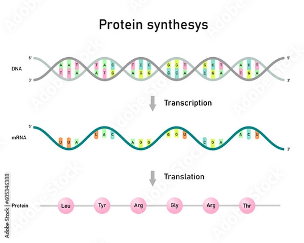 Obraz Transcription and translation, protein synthesis.