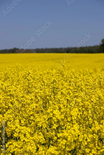 Obraz Canola fields in Brandenburg, Germany