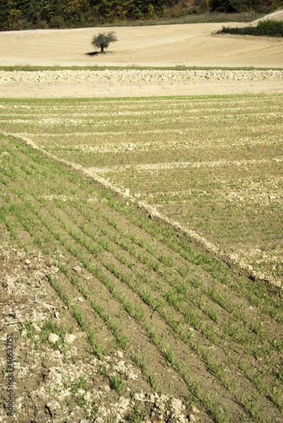 Obraz Sown field