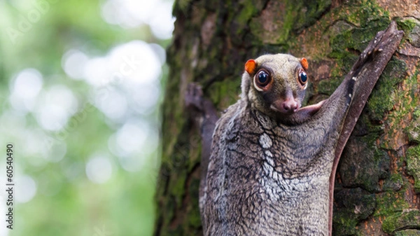 Fototapeta Sunda Flying Lemur