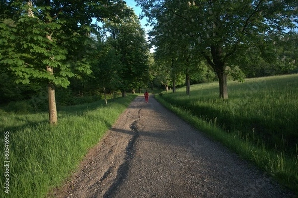 Obraz Lainzer Tiergarten
