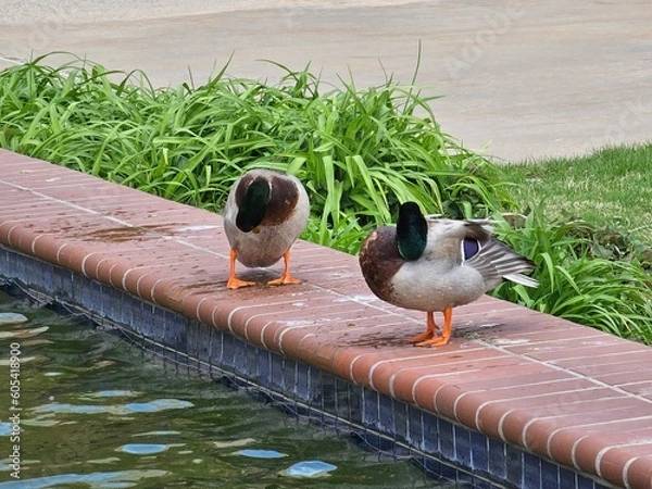 Obraz ducks on the water