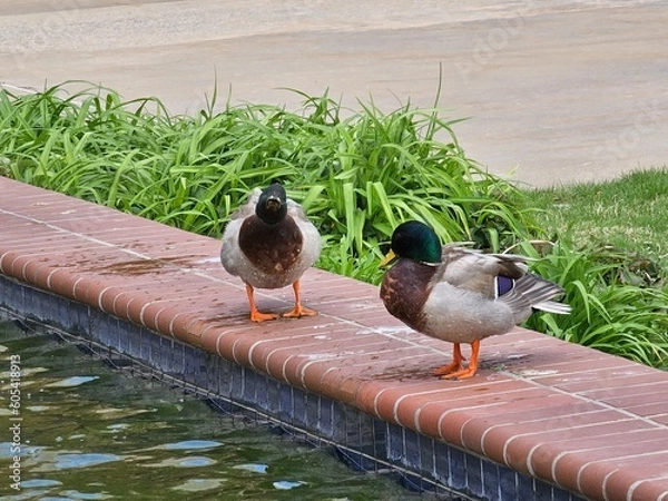 Obraz ducks on the water