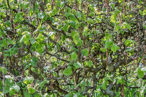 Fototapeta Close up detail with the green leaves and branches of Corylus avellana, the common hazel Male catkins plant.