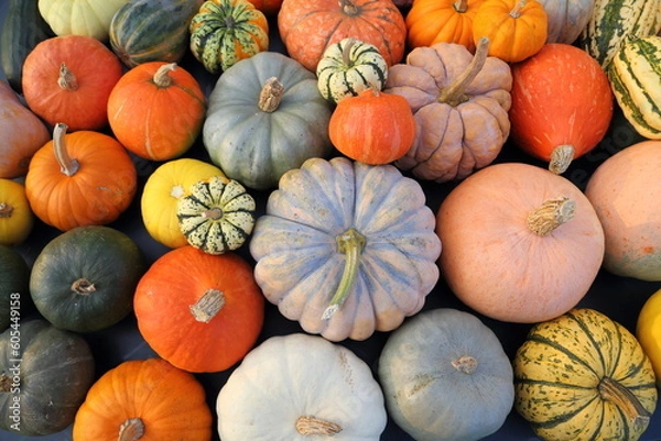 Obraz Squashes and pumpkins.