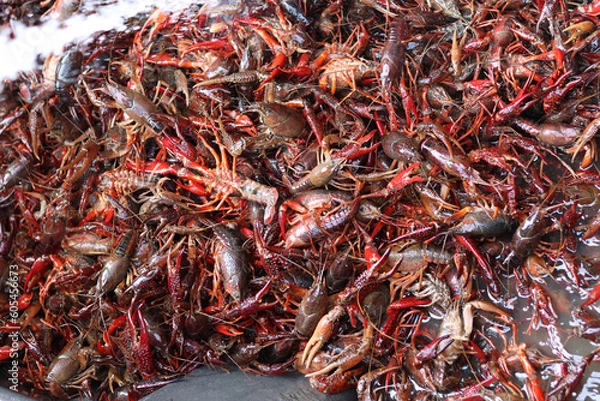 Obraz crawfish bath