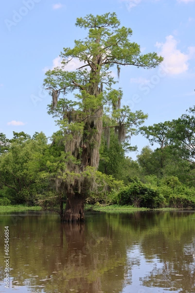 Obraz Cypress Spanish Moss