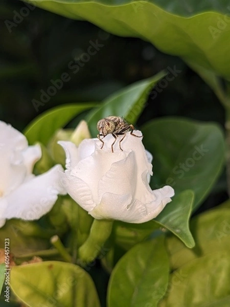 Obraz bee on a flower