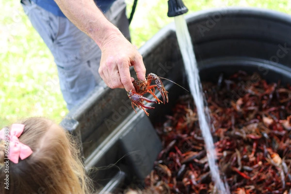 Fototapeta Holding a crawfish