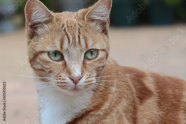Obraz Striped orange tabby cat with light green eyes