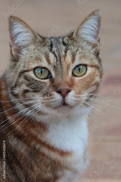 Obraz Multi-colored striped female tabby cat looking at the camera