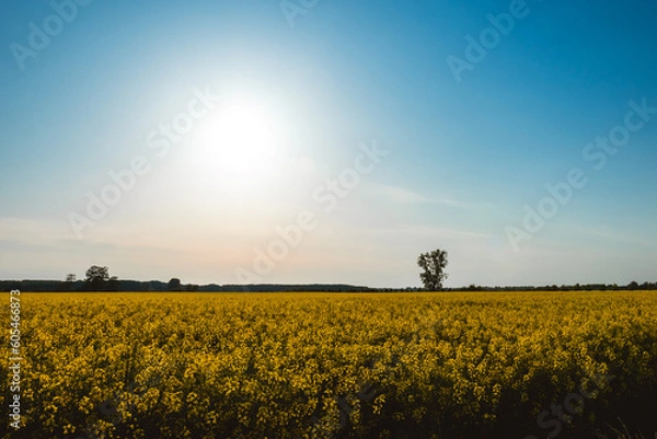 Fototapeta Field of yellow rape. Tree in the background.