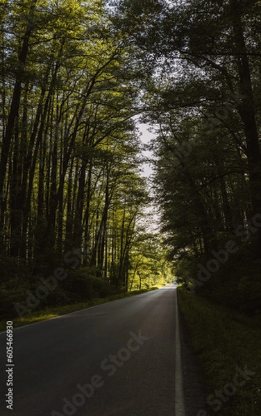 Obraz road in the woods