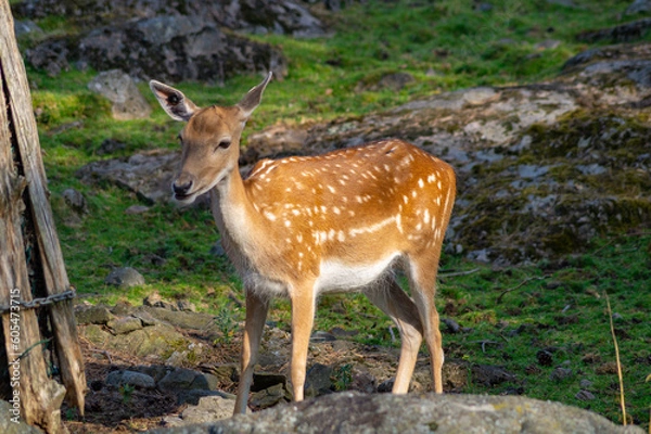 Obraz Young roe deer (Capreolus capreolus) in the forest.
