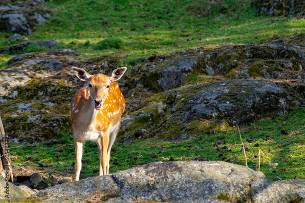 Obraz Young roe deer (Capreolus capreolus) in the forest.