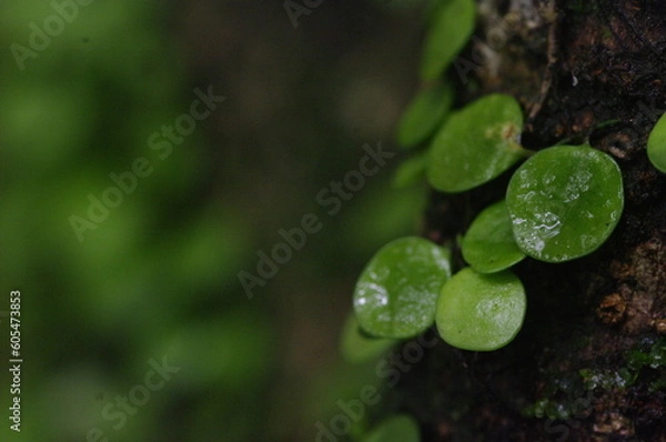 Fototapeta 雨の降る初夏の森を歩いた。しっとりとした空気に満ちた森の中にいると、心が休まる。決して静かではない、鳥たちはさえずり、風は、心地よく若い木々の葉を揺すっている。自分の他には誰も居ない空間、独り占め。潤いに満ちた日本の深い森の中で、かつて訪れたスイスの緑多きアルプスの山々を思い出している。