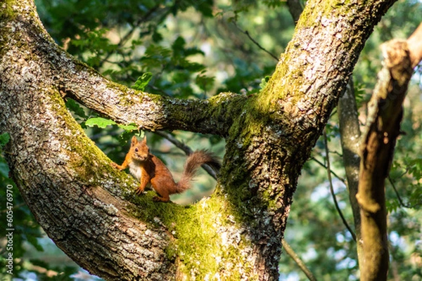 Fototapeta Red squirrel (Sciurus vulgaris) climbing in a tree.