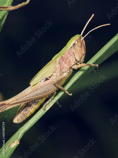 Fototapeta grasshopper on the grass