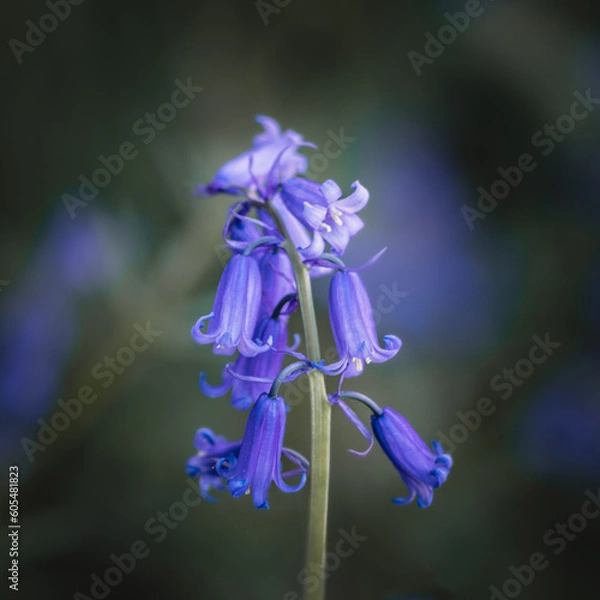 Fototapeta Bluebell