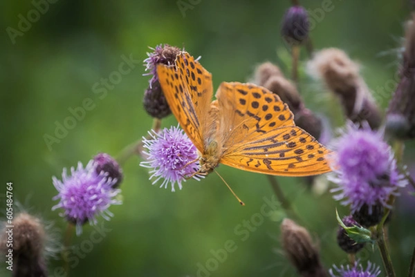 Obraz A imperial coat closeup on a thistle at summer in saarland